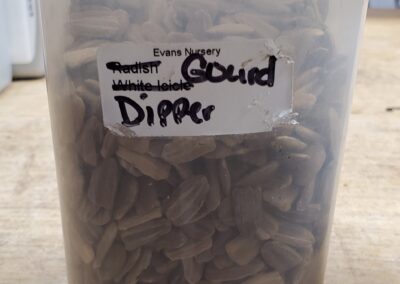 Gourd Dipper bulk seeds annuals, grey colored seeds with white stripes that resemble a chunkier and larger sunflower seed.