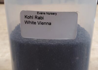 Kohl Rabi White Vienna Bulk Seeds annuals, small black balls 1mm to 2mm in diameter