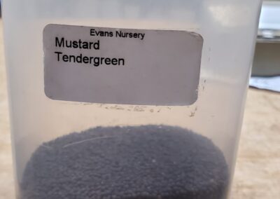 Mustard Tendergreen bulk seeds annuals, tiny black granules approx 1mm in diameter