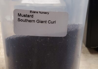 Mustard Southern Giant Curl bulk seeds annuals, tiny black granules with some mixed white granules both 1mm in diameter