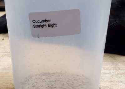 Cucumber Straight Eight bulk seeds annuals, flat, white, football-shaped with opposite ends coming to points