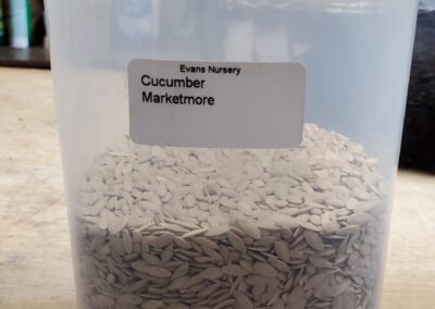 Cucumber Marketmore bulk seeds annuals, greyish, flat, football-shaped with opposite ends coming to points