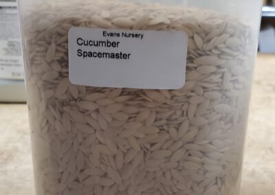 Cucumber Spacemaster bulk seeds annuals