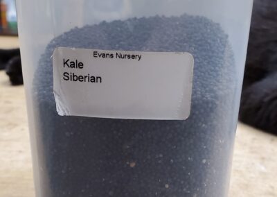 Kale Siberian bulk seeds annuals, black granules with some white variation, 1mm in diameter.