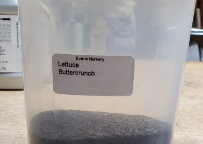 Lettuce Buttercrunch bulk seeds annuals