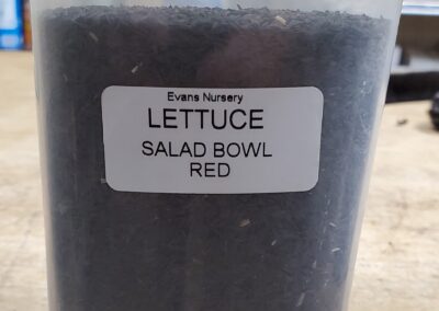 Lettuce Salad Bowl Red bulk seeds annuals