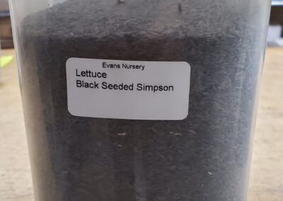 Lettuce Black Seeded Simpson bulk seeds annuals