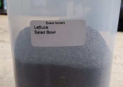 Lettuce Salad Bowl bulk seeds annuals