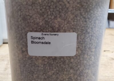 Spinach Bloomsdale bulk seeds annuals