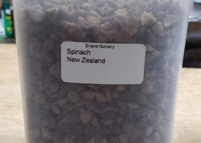 Spinach New Zealand bulk seeds annuals