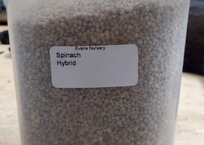 Spinach Hybrid bulk seeds annuals