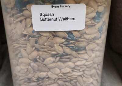Squash Butternut Waltham bulk seeds annuals