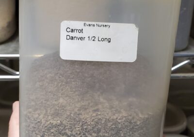 Carrot Danver Half Long bulk seeds annuals