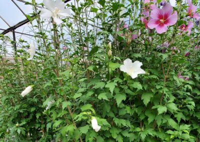 A dazzling combination of deep-pink petals with a dark-red eye makes Althea a standout among garden perennials. Each flower resembles a hollyhock blossom, only larger, with individual petals sporting a ruffled margin that makes the blooms flutter in the breeze!