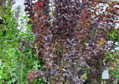 5 gallon pot with Crapemyrtle bush. Dark purple leaves and bright red/pink flowers. Standing 8-feet tall and approximately 3-feet wide.