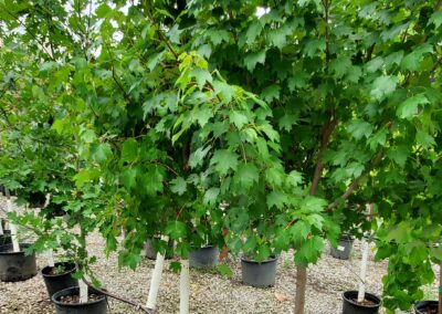 Potted Autumn Fantasy Maple trees planted in 10-gallon pots. 2.5" trunks supporting branches full dark green leaves reaching 10-12' feet tall.