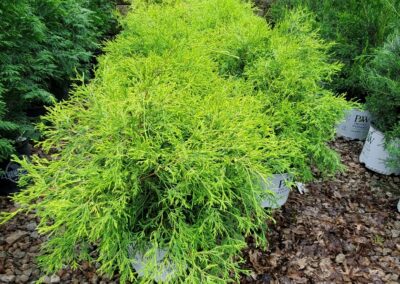 Evans Nursery Evergreen Shrub