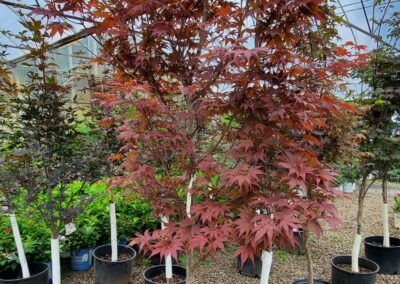 Japanese Maple the Bloodgod leaves are reddish-purple in summer but tend to turn greener in full sun. At fall foliage time, the leaves deepen into crimson red. Evans Nursery Bartlesville OK