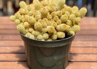 Small Cactus