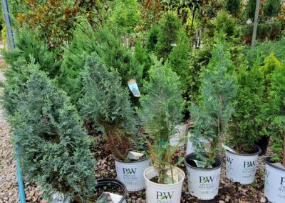 Arborbitae features tiny, scale-like leaves that are packed closely together in overlapping rows on branchlets, displaying in a flattened, fan-like spray. Evans Garden Center Shrubs Bartlesville
