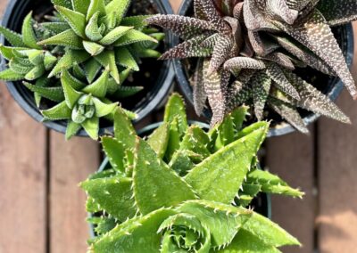 Succulent plant assortment