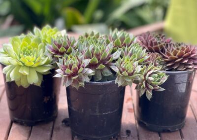 Succulent plants